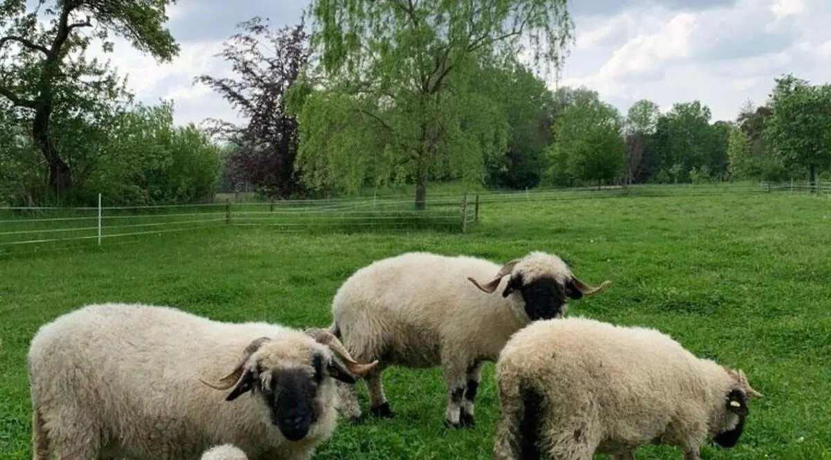 Overnight Stay In A Shepherd'S Wagon Tiny House München